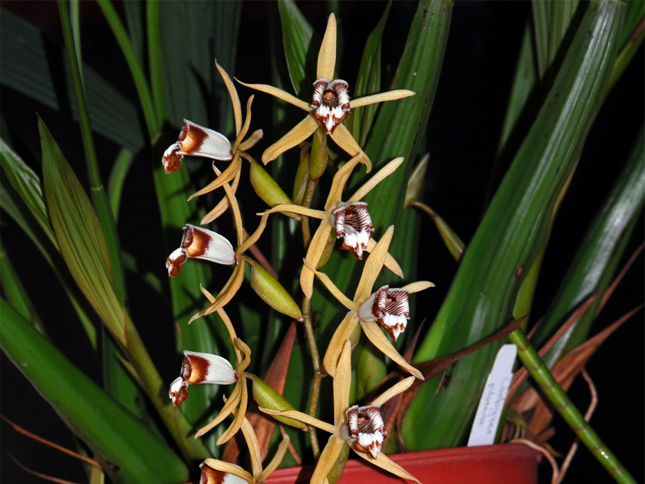 Coelogyne pulverula