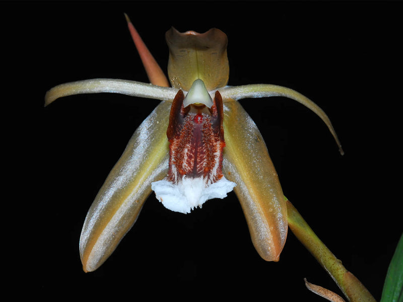Coelogyne salmonicolor