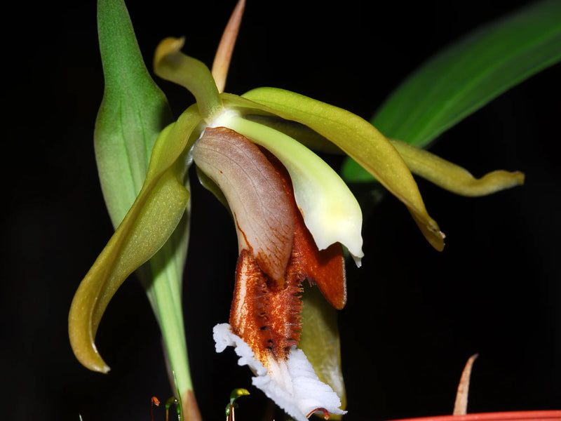 Coelogyne salmonicolor