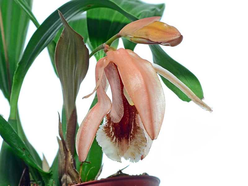Coelogyne salmonicolor