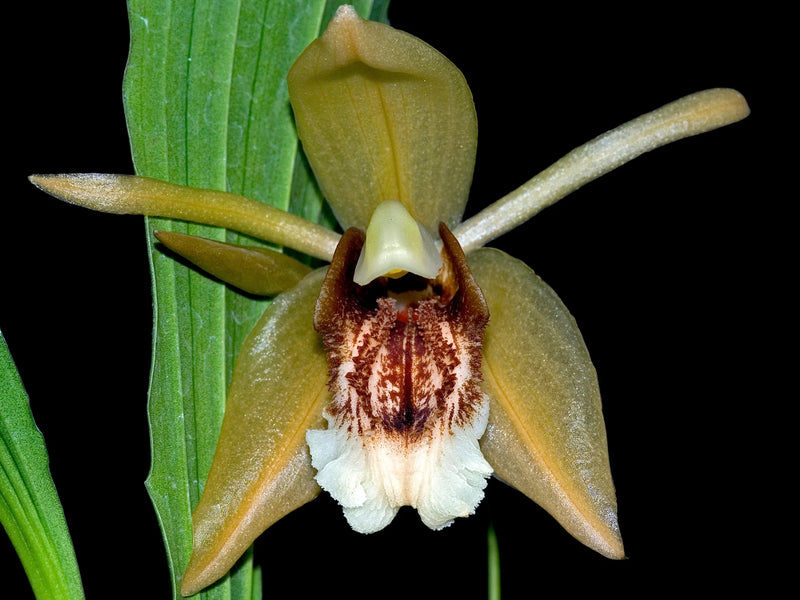 Coelogyne speciosa