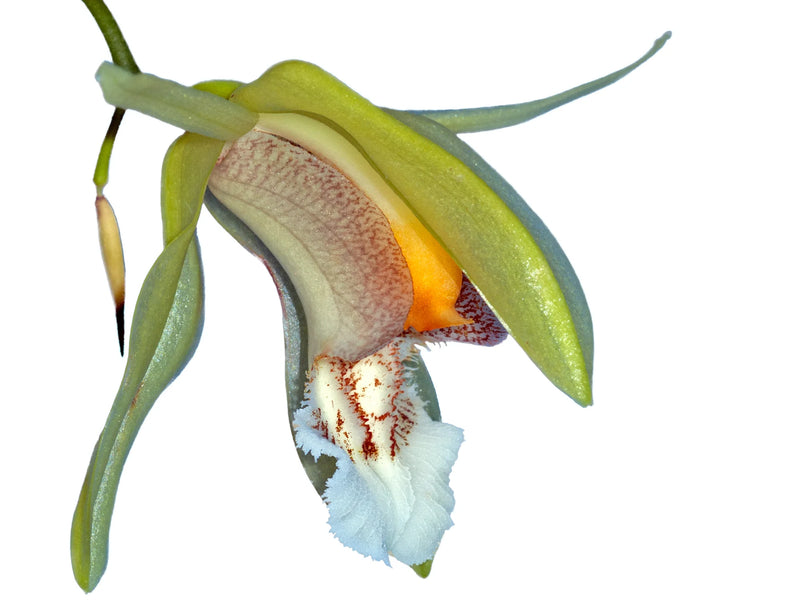 Coelogyne speciosa