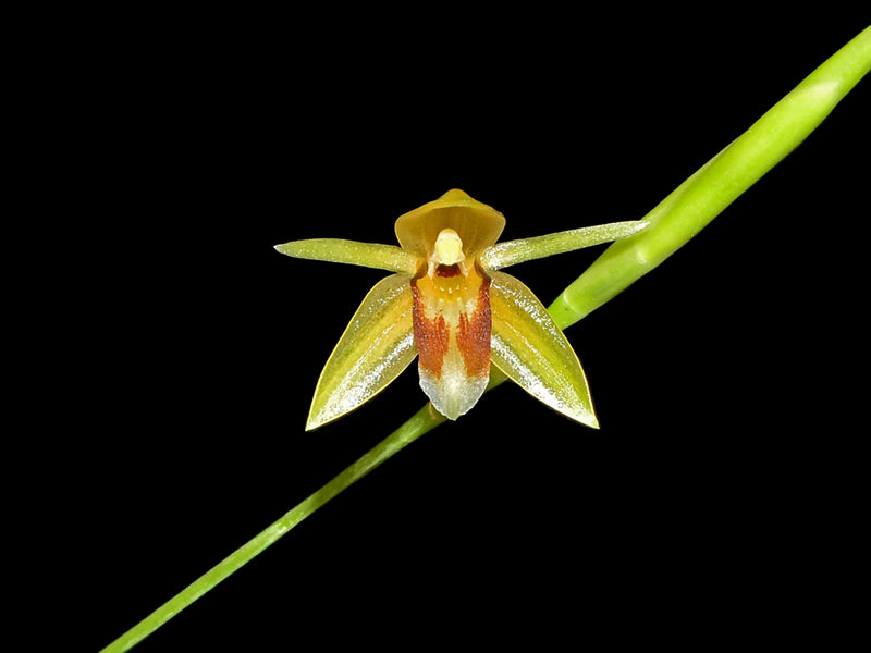 Coelogyne sulcata