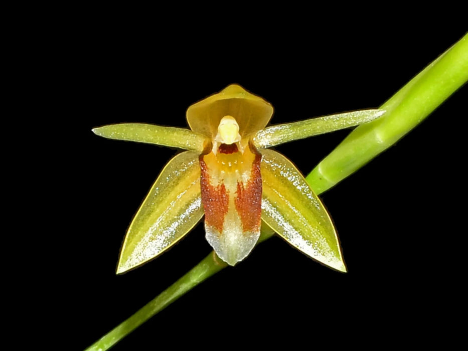 Coelogyne sulcata