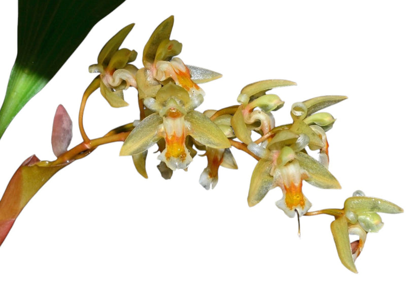 Chelonistele sulphurea