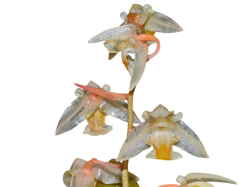 Chelonistele sulphurea