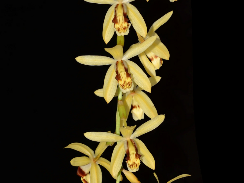 Coelogyne tomentosa