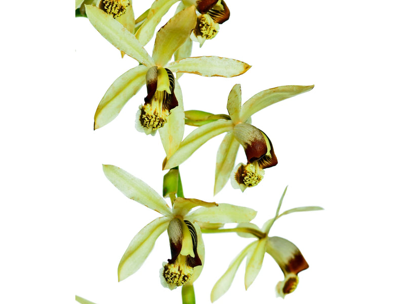 Coelogyne tomentosa