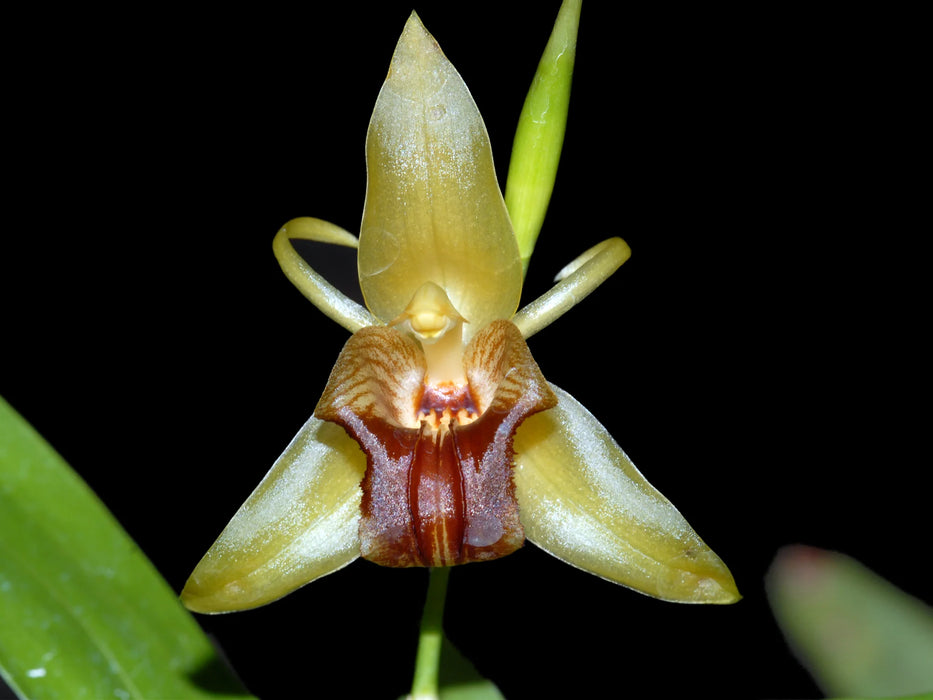 Coelogyne triplicatula