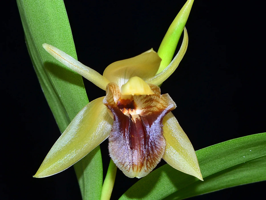 Coelogyne triplicatula