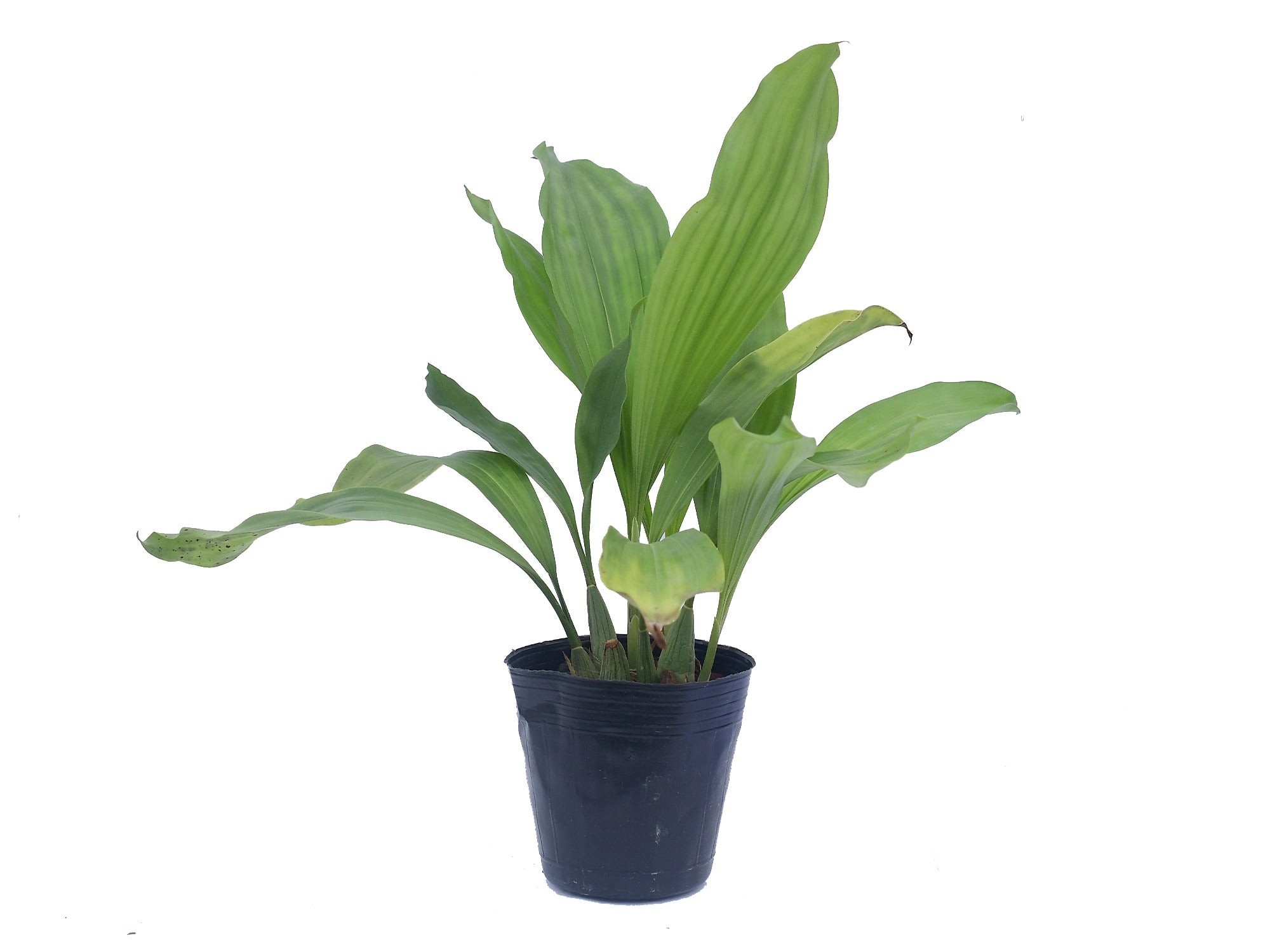Coelogyne velutina