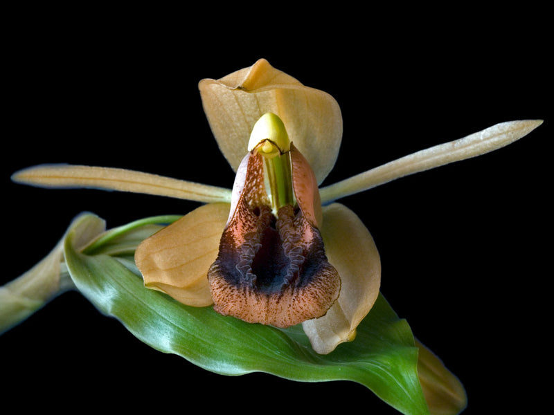 Coelogyne xyrekes