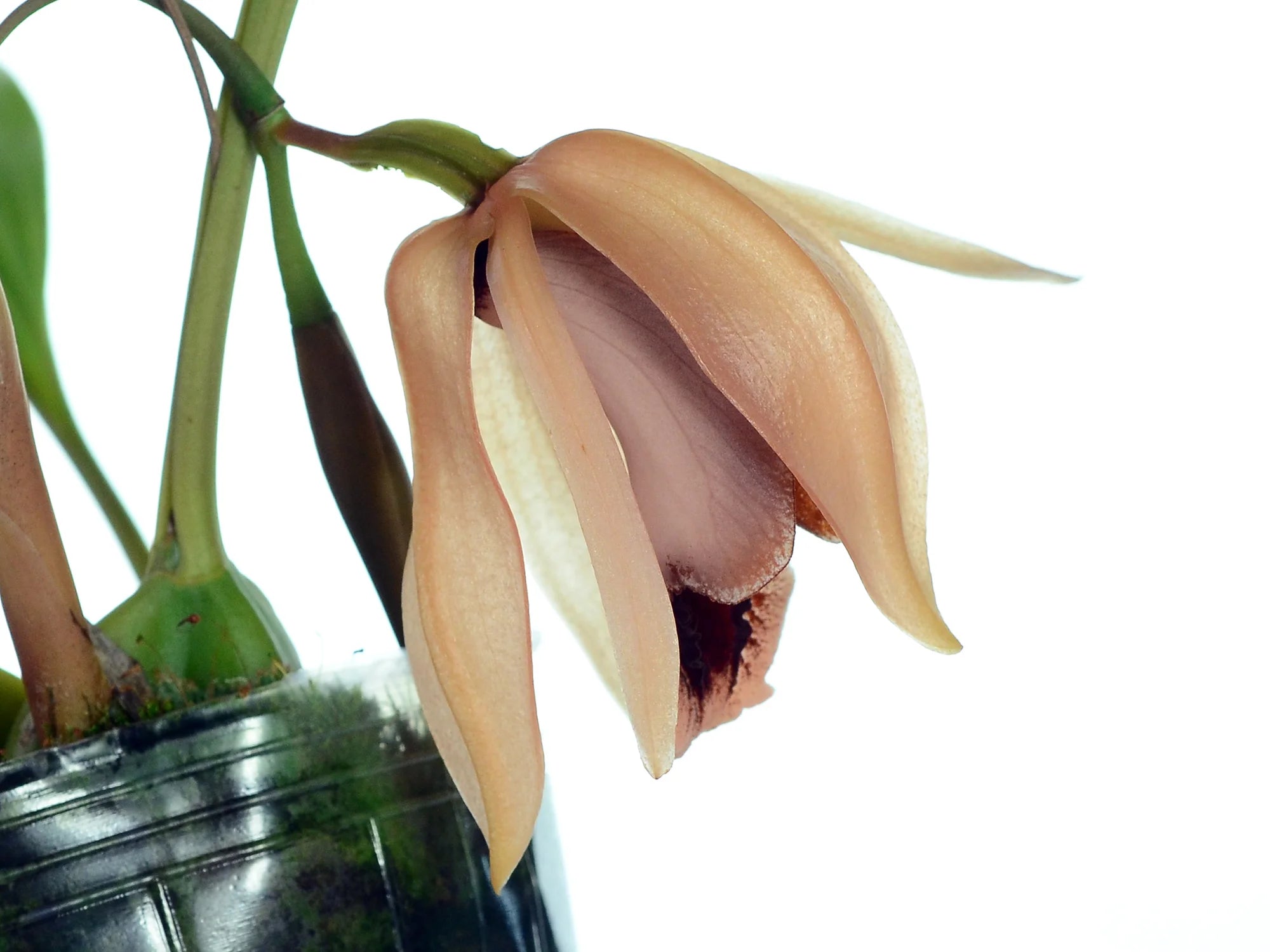 Coelogyne xyrekes
