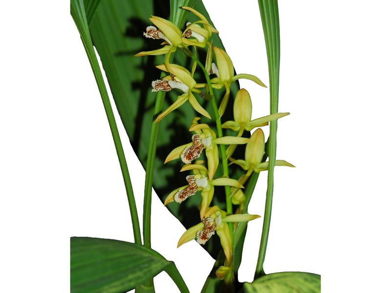 Coelogyne peltastes