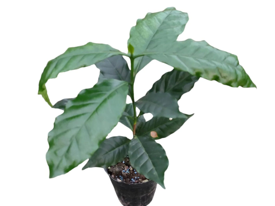 Coffea arabica