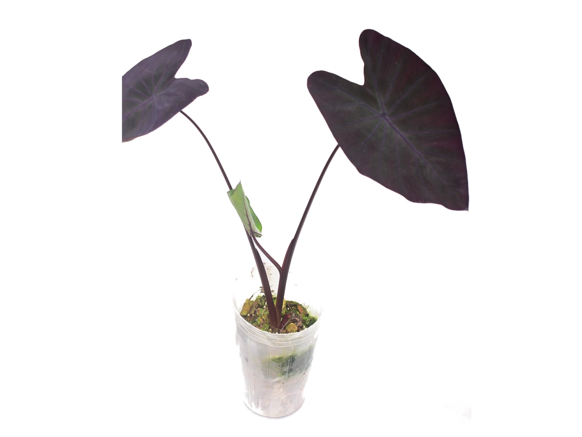Colocasia esculenta 'Black Magic' — Ecuagenera Orquídeas del Ecuador