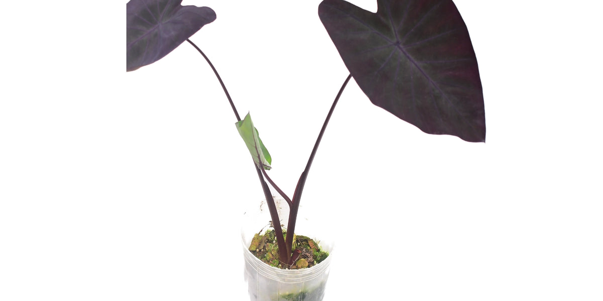 Colocasia esculenta 'Black Magic'