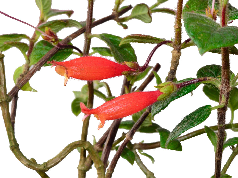 Columnea anisophylla