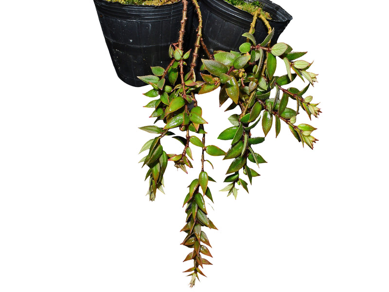 Columnea arguta