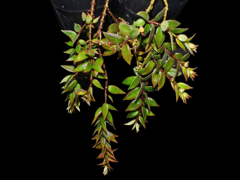 Columnea arguta