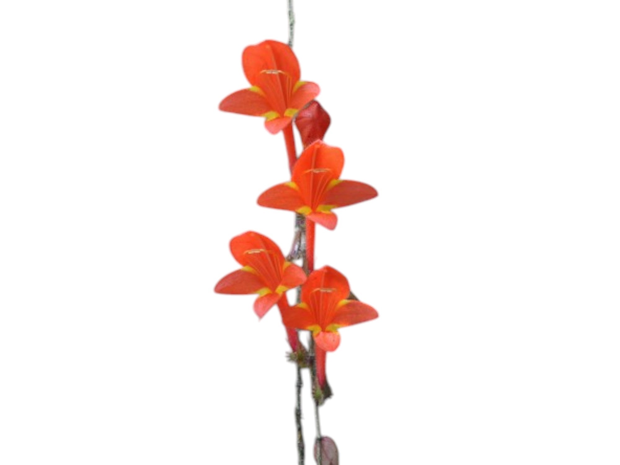 Columnea arguta
