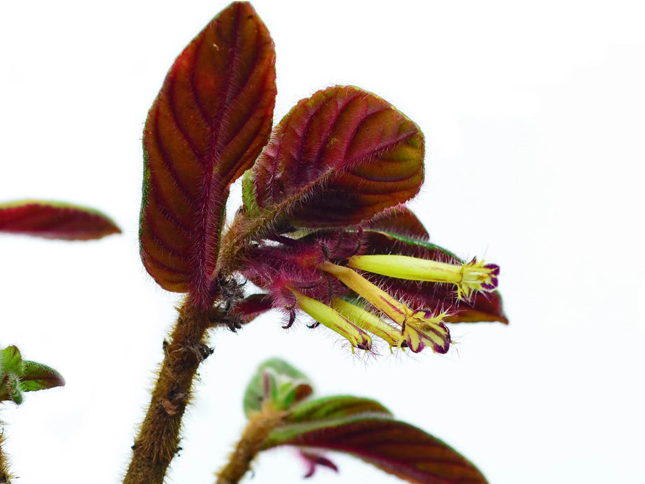 Columnea brenneri