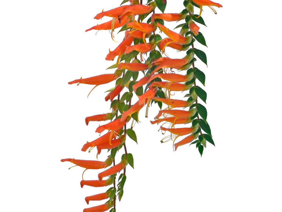 Columnea ceticeps