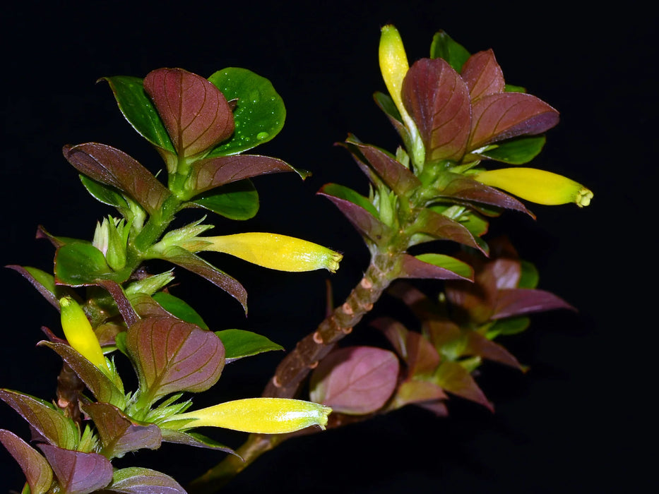 Columnea crassicaulis