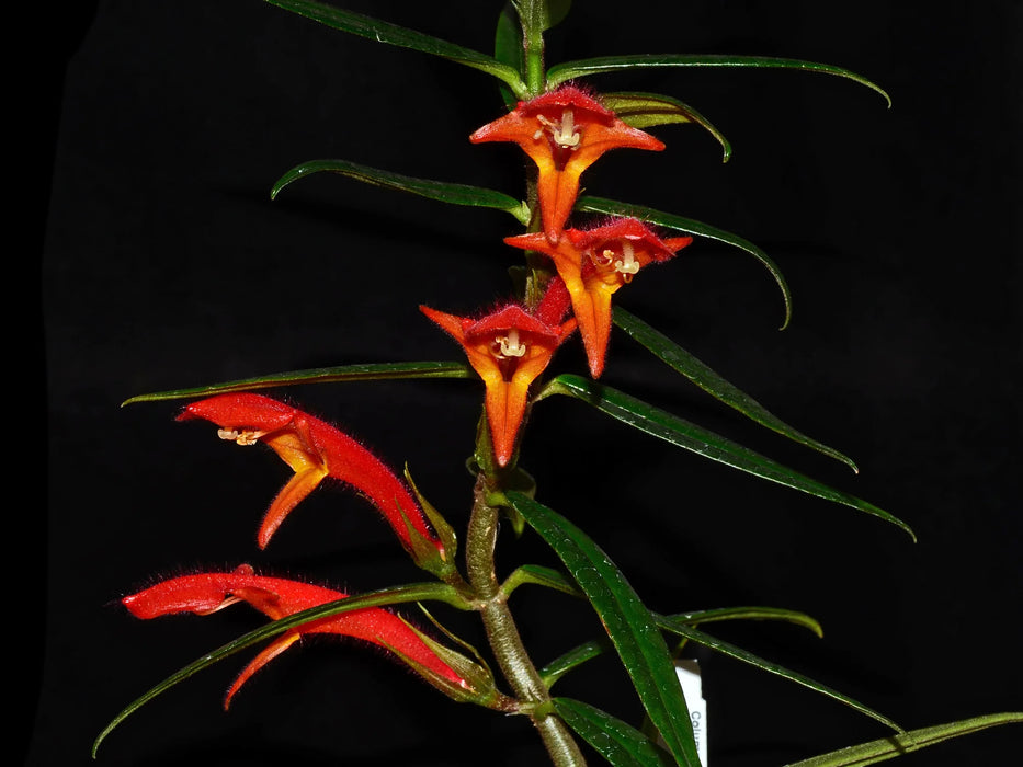 Columnea crassifolia