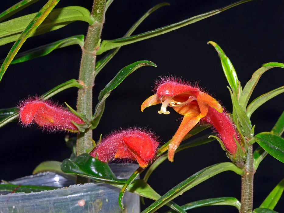 Columnea crassifolia