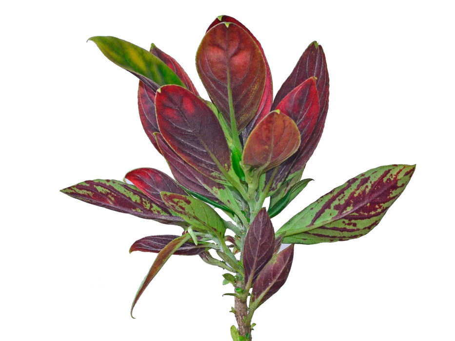 Columnea dimidiata