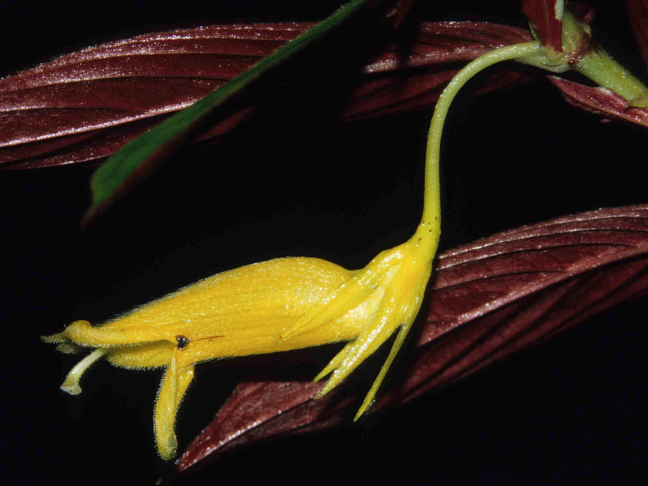 Columnea ericae