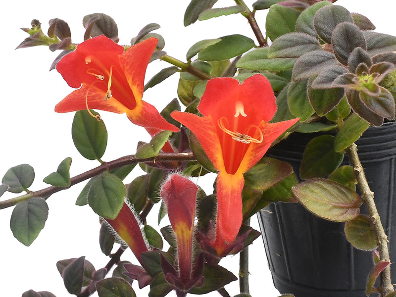 Columnea erythrophaea x Columnea gloriosa