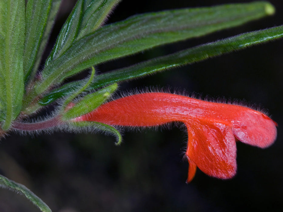 Columnea flexiflora