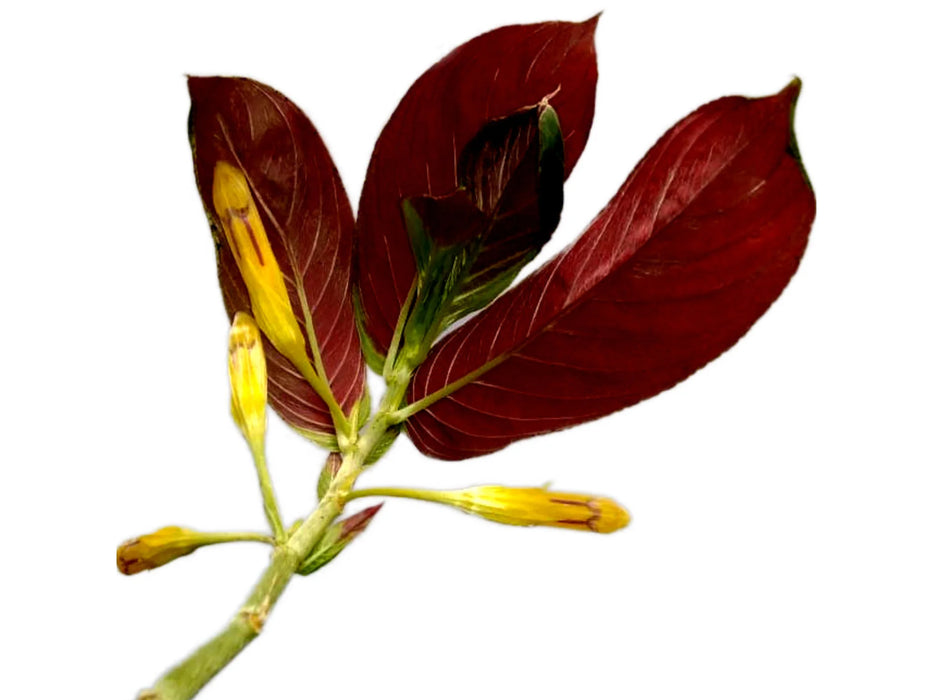 Columnea guttata