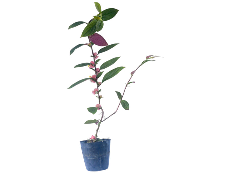 Columnea herthae 'Pangui'