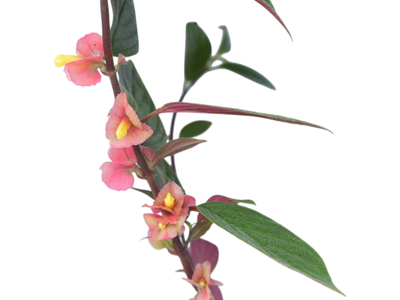 Columnea herthae 'Pangui'