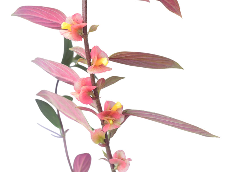 Columnea herthae 'Pangui'