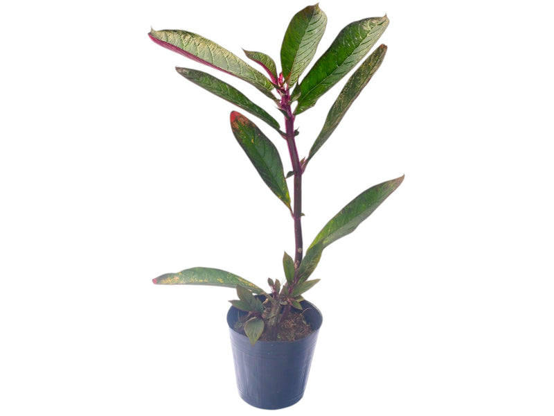 Columnea inaequilatera