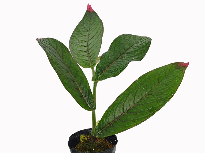 Columnea karstenianum