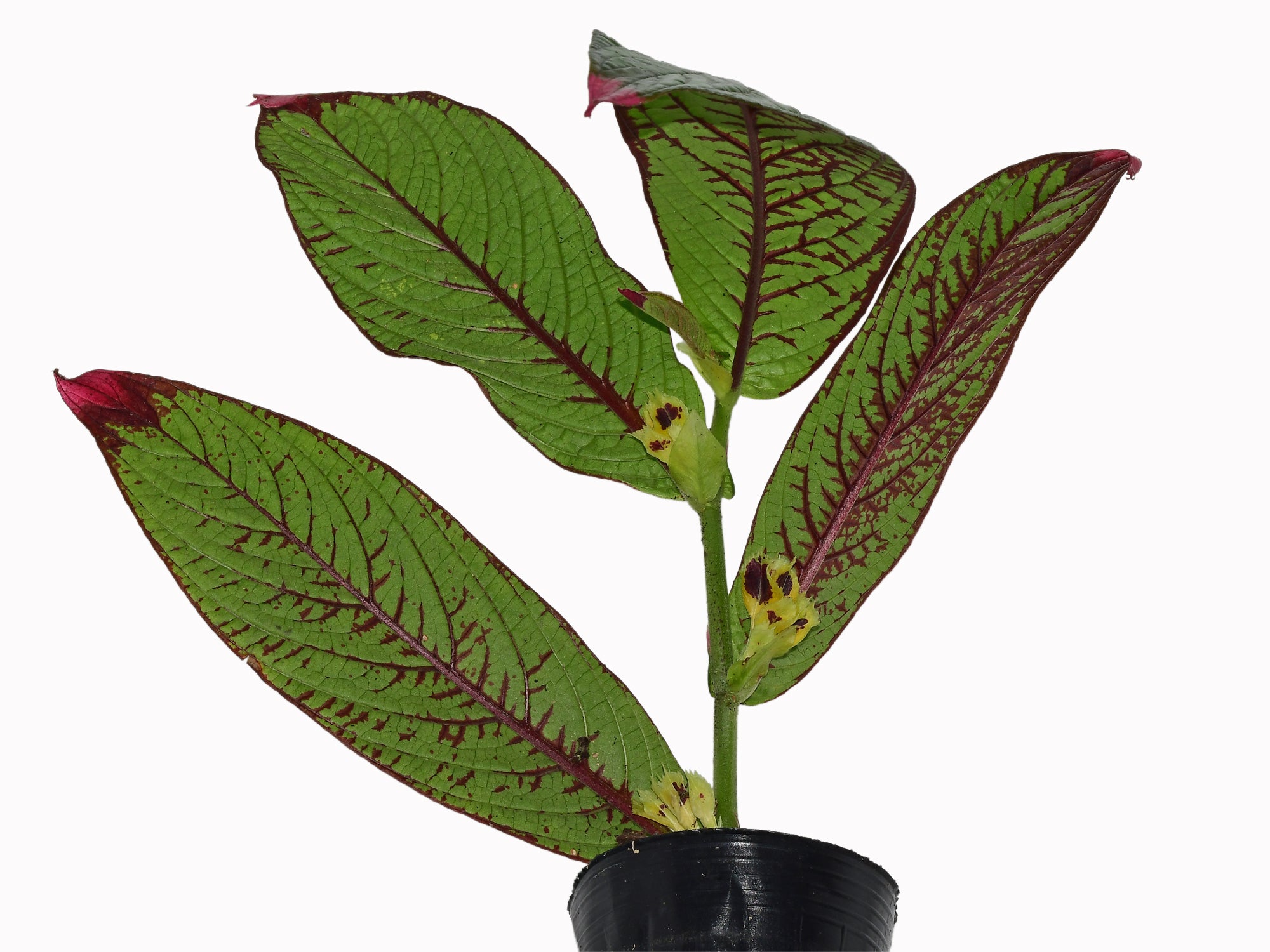 Columnea karstenianum