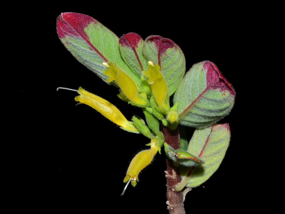 Columnea orientadina