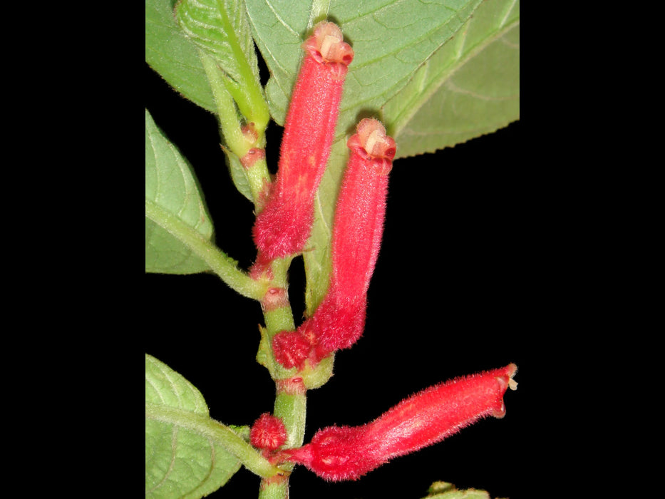 Columnea ornata