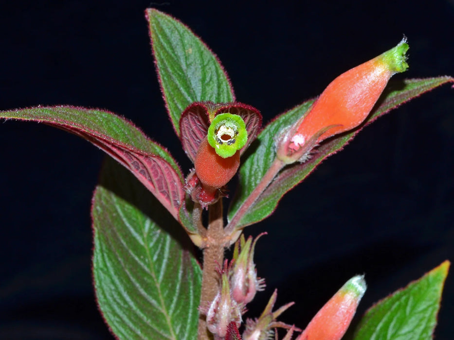 Columnea poortmannii