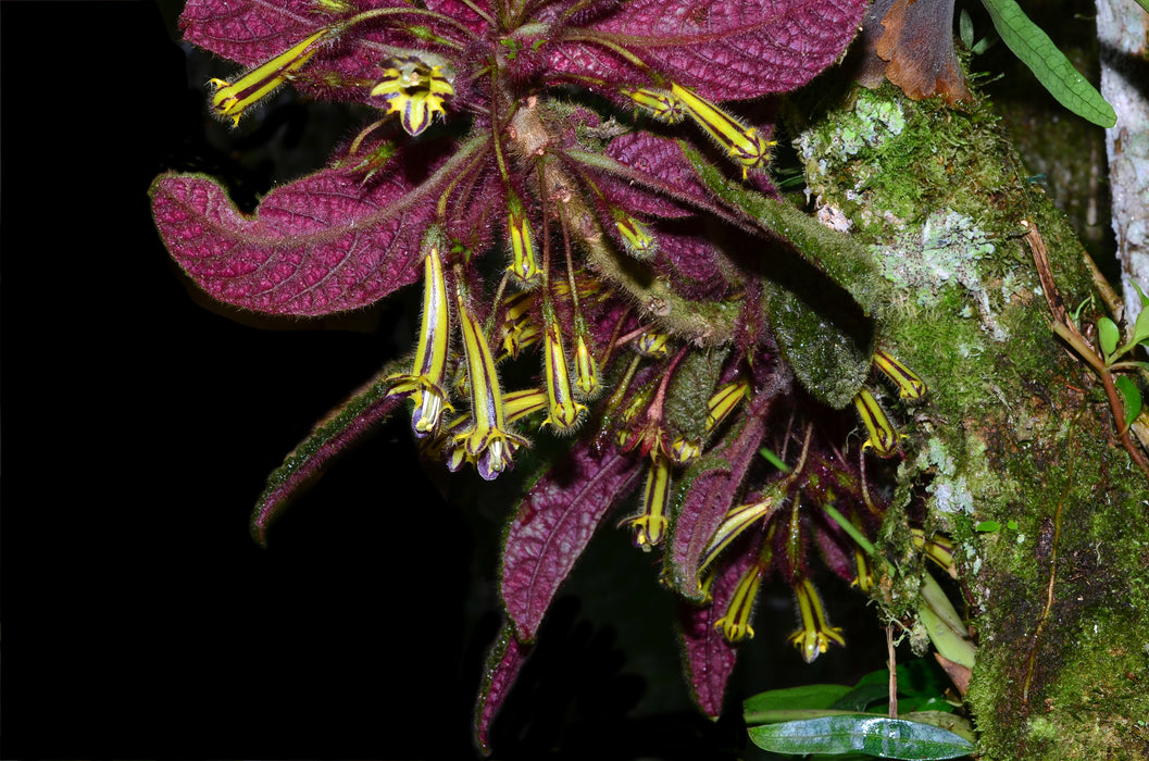 Columnea purpureovittata