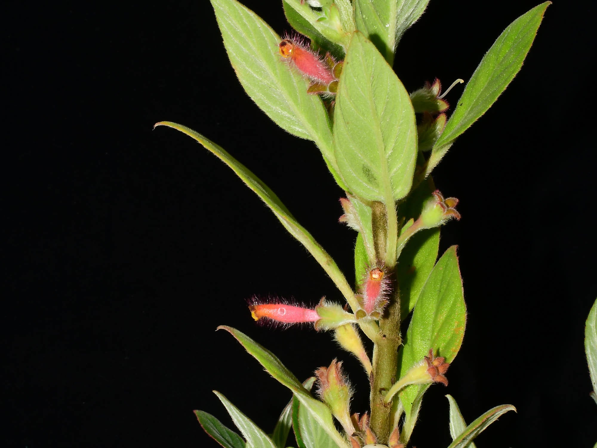Columnea rileyi