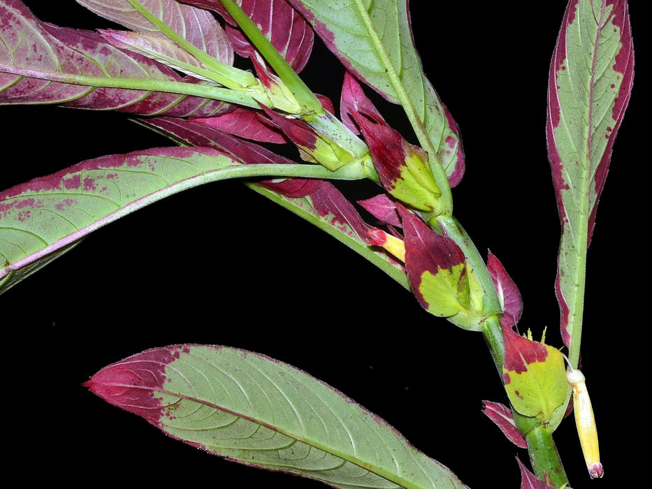 Columnea rubriacuta