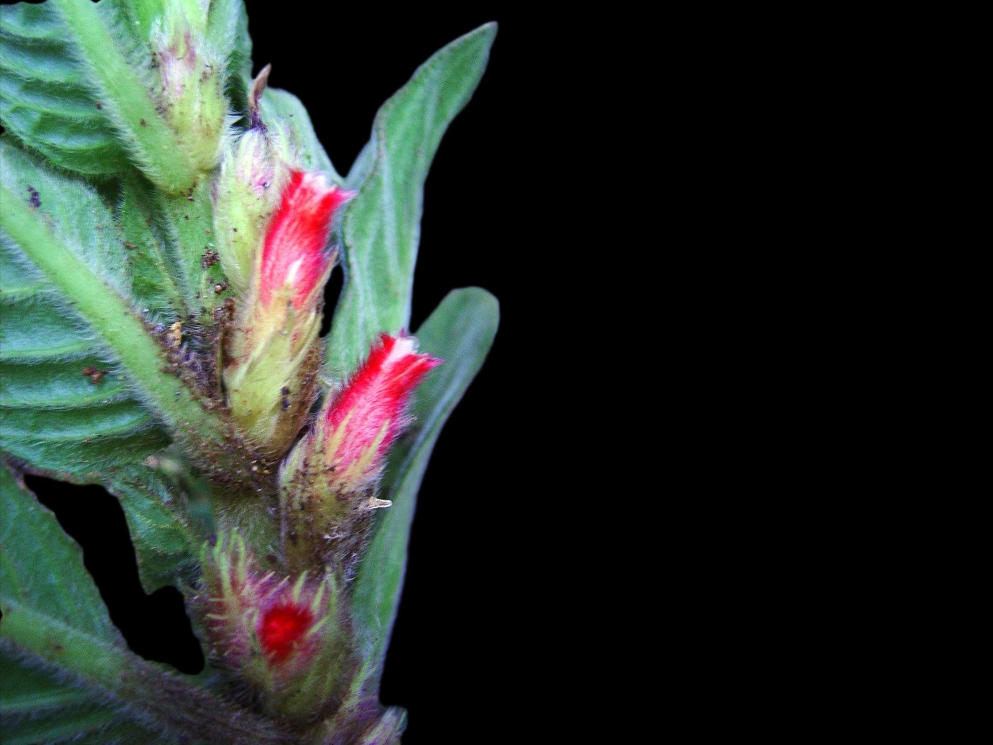 Columnea sanguinea