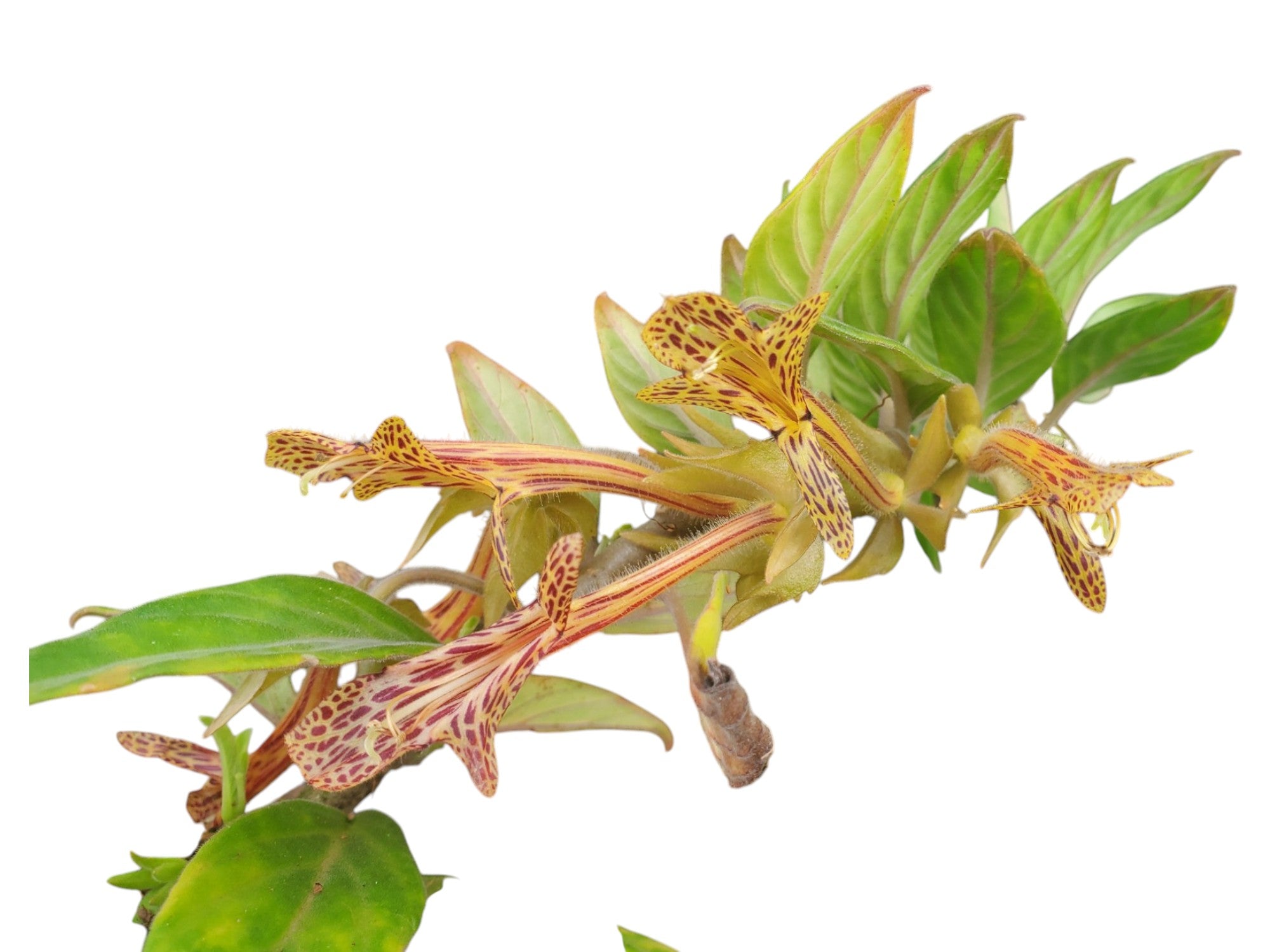 Columnea schiedeana