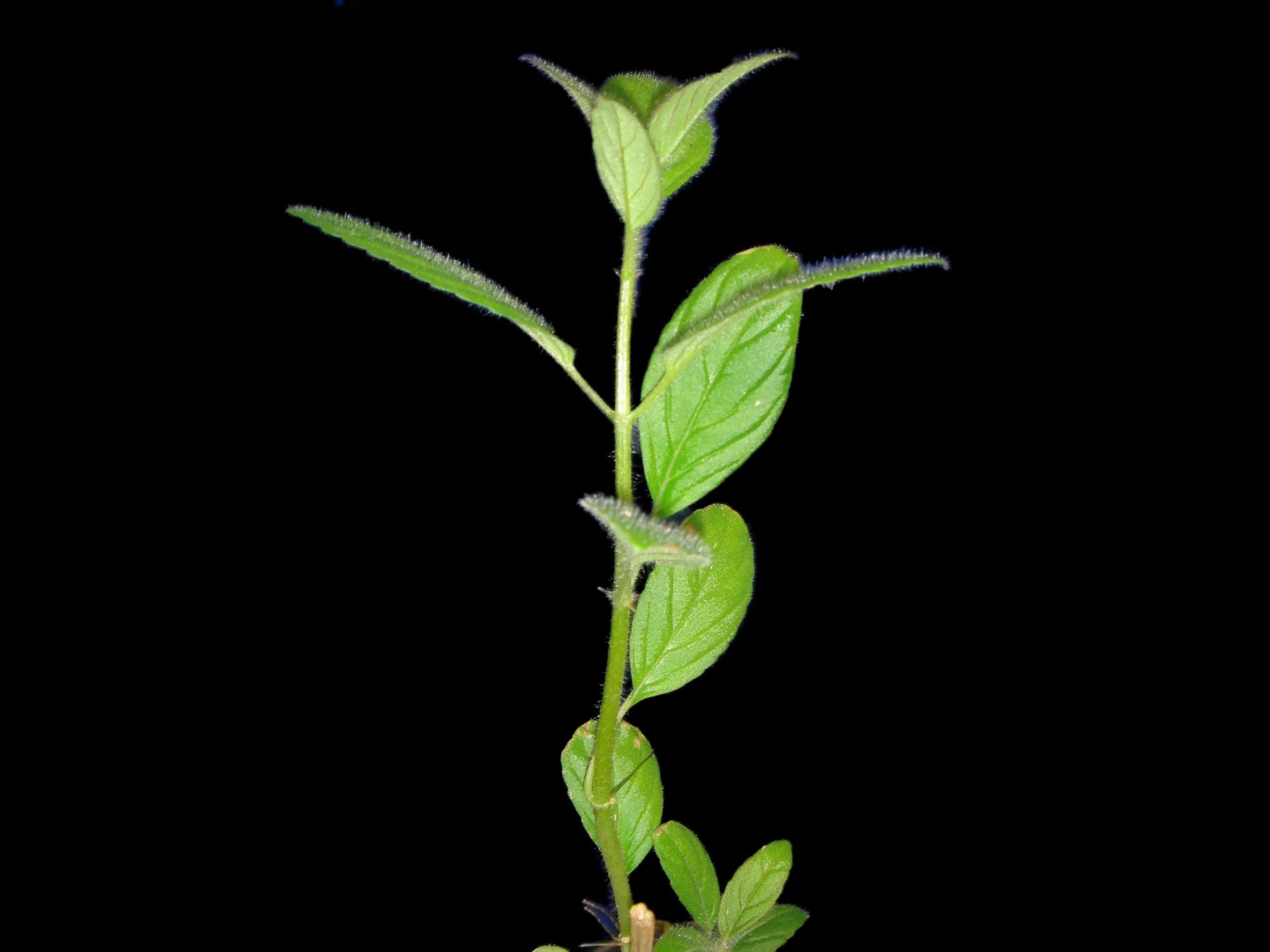 Columnea spathulata